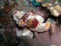   scorpion fish taken Julian Rocks Byron Bay Australia. Australia  